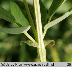 Thalictrum flavum (rutewka żółta)