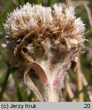 Antennaria carpatica ssp. carpatica (ukwap karpacki typowy)