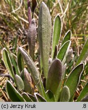 Antennaria carpatica ssp. carpatica (ukwap karpacki typowy)