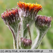 Senecio aurantiacus (starzec pomarańczowy)