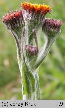 Senecio aurantiacus (starzec pomarańczowy)