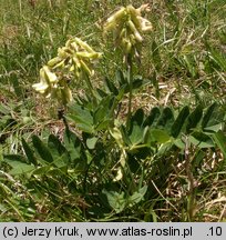 Astragalus frigidus (traganek wytrzymały)