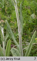 Senecio aurantiacus (starzec pomarańczowy)