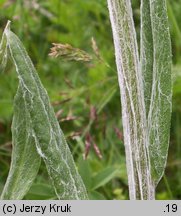 Senecio aurantiacus (starzec pomarańczowy)