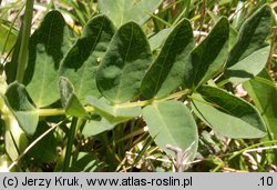 Astragalus frigidus (traganek wytrzymały)