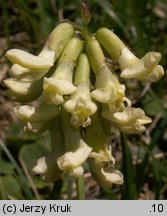 Astragalus frigidus (traganek wytrzymały)