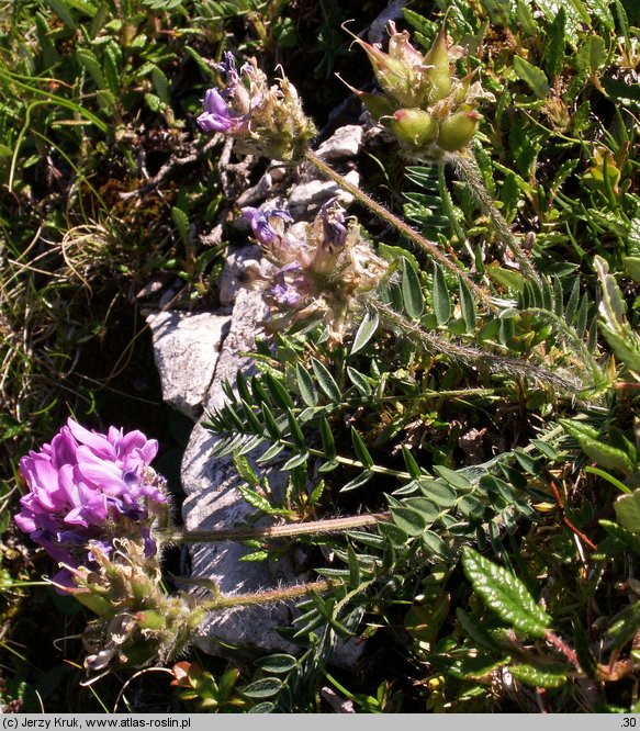 Oxytropis halleri (ostrołódka Hallera)