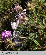 Oxytropis halleri (ostrołódka Hallera)