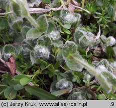 Cerastium eriophorum (rogownica watowata)