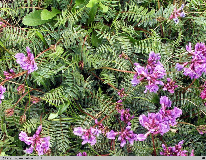 Oxytropis carpatica (ostrołódka karpacka)