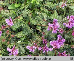 Oxytropis carpatica (ostrołódka karpacka)