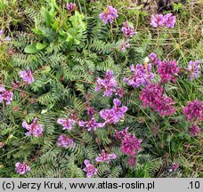 Oxytropis carpatica (ostrołódka karpacka)