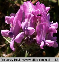 Oxytropis halleri (ostrołódka Hallera)