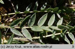 Oxytropis halleri (ostrołódka Hallera)