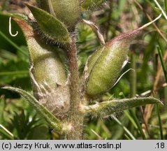 Oxytropis halleri (ostrołódka Hallera)