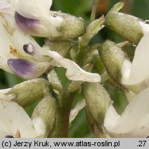 Astragalus australis (traganek jasny)