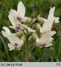 Astragalus australis (traganek jasny)