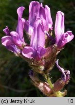 Oxytropis halleri (ostrołódka Hallera)