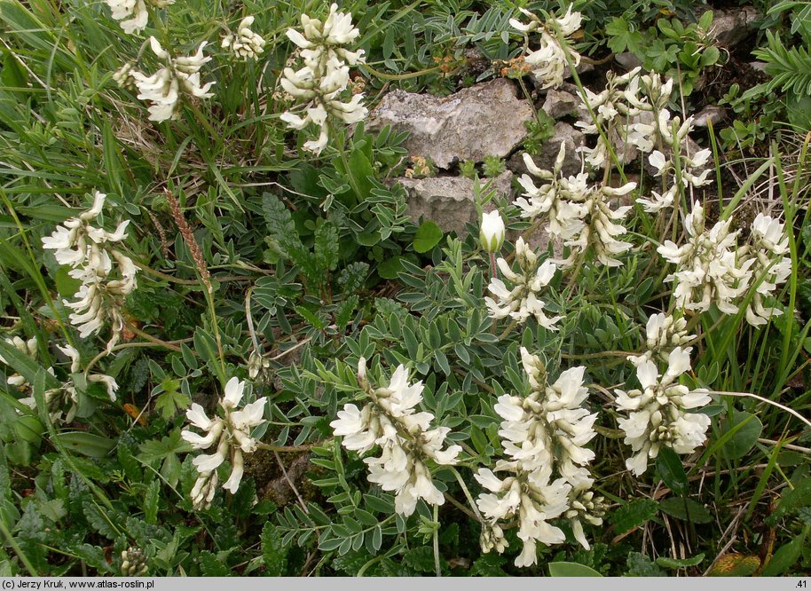 Astragalus australis (traganek jasny)