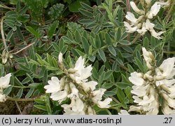 Astragalus australis (traganek jasny)