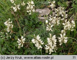 Astragalus australis (traganek jasny)