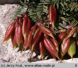 Oxytropis carpatica (ostrołódka karpacka)