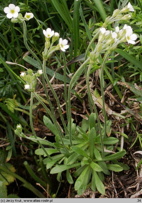 Androsace obtusifolia (naradka tępolistna)