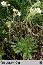 Androsace obtusifolia (naradka tępolistna)