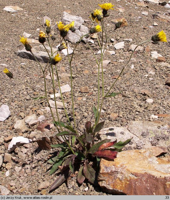 Hieracium rohacsense (jastrzębiec rohacki)