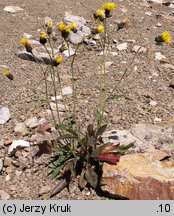 Hieracium rohacsense (jastrzębiec rohacki)