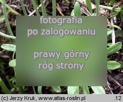 Androsace obtusifolia (naradka tępolistna)