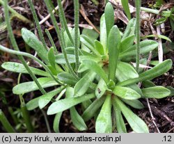 Androsace obtusifolia (naradka tępolistna)