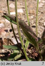 Hieracium rohacsense (jastrzębiec rohacki)