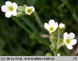 Androsace obtusifolia (naradka tępolistna)