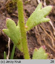 Saxifraga adscendens (skalnica dwuletnia)