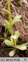 Saxifraga adscendens (skalnica dwuletnia)