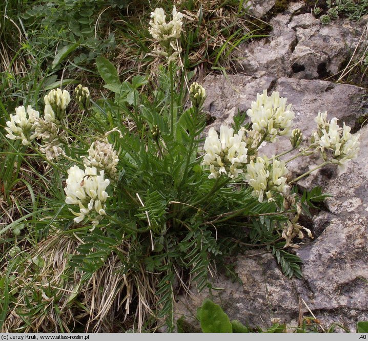 Oxytropis campestris (ostrołódka polna)