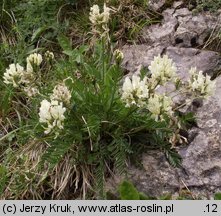 Oxytropis campestris (ostrołódka polna)