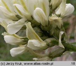 Oxytropis campestris (ostrołódka polna)