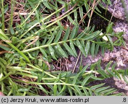 Oxytropis campestris (ostrołódka polna)