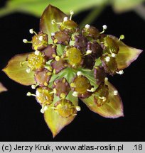 Bupleurum ranunculoides (przewiercień jaskrowaty)