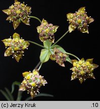 Bupleurum ranunculoides (przewiercień jaskrowaty)