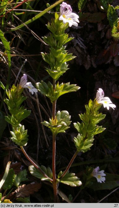 Euphrasia picta (świetlik nadobny)