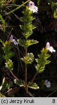 Euphrasia picta (świetlik nadobny)