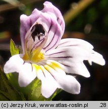 Euphrasia picta (świetlik nadobny)