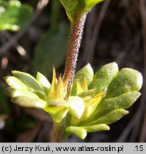 Euphrasia picta (świetlik nadobny)