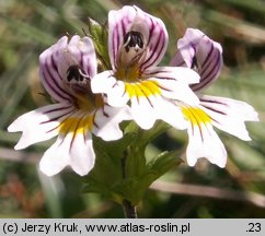 Euphrasia picta (świetlik nadobny)