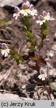 Euphrasia picta (świetlik nadobny)