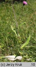 Cirsium helenioides (ostrożeń dwubarwny)