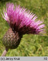 Cirsium helenioides (ostrożeń dwubarwny)